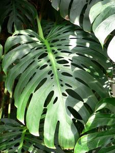 utils/thumbs/Araceae/Monstera_TRtgHpGkePmXFuwsGcwPtw.jpg