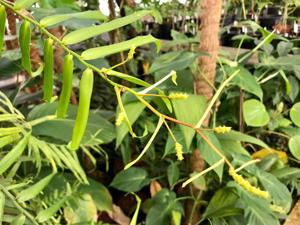 utils/thumbs/Araceae/Pothoidium_34aFpgqDk8LjHyDkCfNMHr.jpg