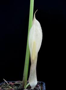 Sauromatum horsfieldii