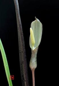 Sauromatum horsfieldii