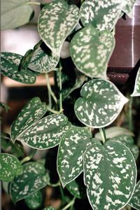 Scindapsus pictus