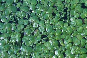 utils/thumbs/Araceae/Spirodela_VLk5wA83R8DGaFuHZN25jk.jpg