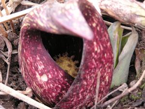 Symplocarpus foetidus