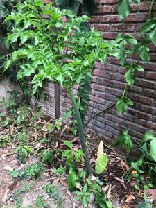 Taccarum weddellianum