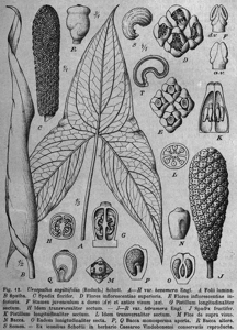 utils/thumbs/Araceae/Urospatha_ENjboJ3AbshCwKzHc9aGgZ.png