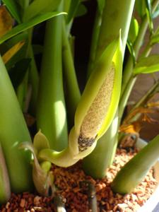 utils/thumbs/Araceae/Zamioculcas_gpWiEVUkFMsyBxTe8vwqdR.jpg
