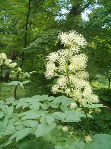 utils/thumbs/Araliaceae/Aralia_Jysiug6eNNDq6rgDwcRYuQ.jpg