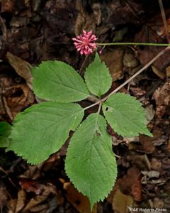 Panax quinquefolius
