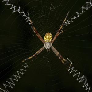 utils/thumbs/Araneidae/Argiope_53qGhAszXnNyJg8zzPKsT8.jpg