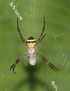 Argiope anasuja