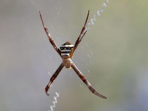 Argiope aetherea