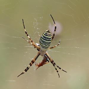 Argiope bruennichi