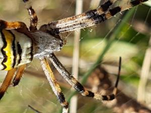 Argiope bruennichi