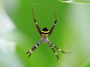 Argiope aetherea
