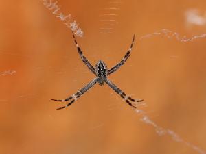 Argiope magnifica