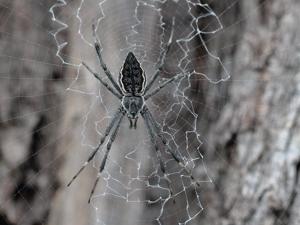 Argiope ocyaloides