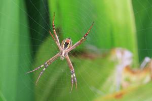 Argiope keyserlingi