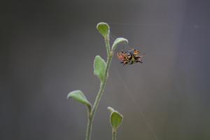 Austracantha minax