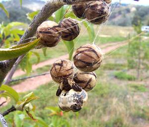 utils/thumbs/Araneidae/Celaenia_gWHPHZsDXafkFjggu7poBK.jpg