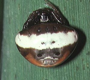 utils/thumbs/Araneidae/Cyrtarachne_gg7vCt2yhzE8QMZessAHdQ.jpg