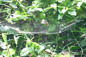 utils/thumbs/Araneidae/Cyrtophora_oAwueHkcBEP9yquAUbHM2n.jpg