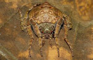 utils/thumbs/Araneidae/Dolophones_D5rLJxZHaMo6DFtza4WL2i.jpg