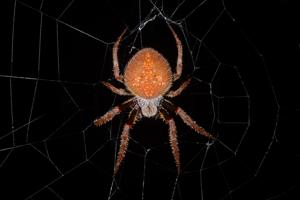 Eriophora ravilla