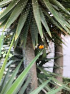 Gasteracantha cancriformis