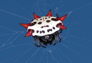 Gasteracantha cancriformis
