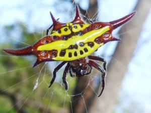 Gasteracantha versicolor