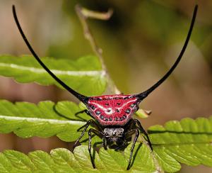 utils/thumbs/Araneidae/Macracantha_EYekyXPDYqoCemWY4kKobs.jpg