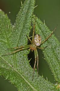 Mangora maculata