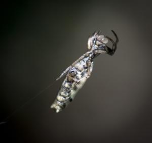 Micrathena gracilis
