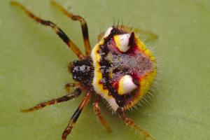 utils/thumbs/Araneidae/Poecilopachys_Cjk33mCJNqkjYUZ382zji2.jpg