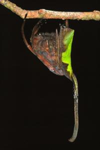 utils/thumbs/Araneidae/Poltys_ZHz9FWwrNzULAYdsDRxN6V.jpg