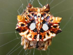 utils/thumbs/Araneidae/Thelacantha_H84f2Q2QFZeqhZbAWVMaeY.jpg