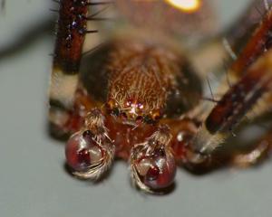 Zealaranea trinotata