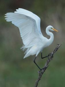 Ardea intermedia brachyrhyncha