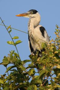 Ardea cocoi