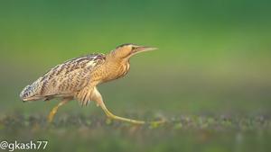 Botaurus stellaris