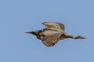 Botaurus stellaris