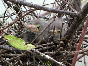 Butorides virescens