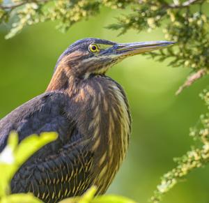 Butorides virescens