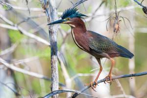 Butorides virescens