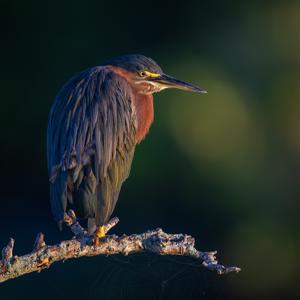 utils/thumbs/Ardeidae/Butorides_QLWhdscoxEBsvtopsu597G.jpg