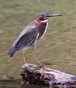 Butorides virescens
