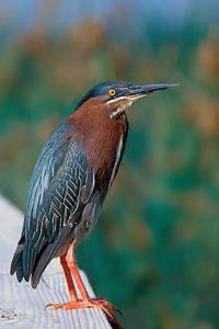 Butorides virescens