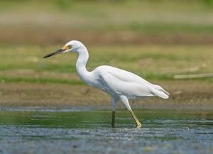 Egretta thula