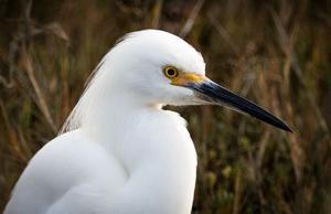 Egretta thula