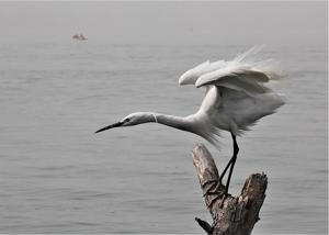 Egretta garzetta